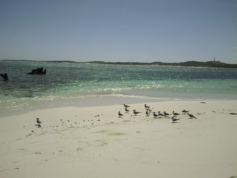 Birds on Rottnest Paradise, Australia