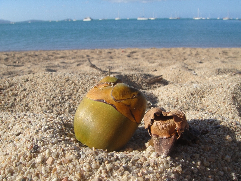   Airlie Beach Australia Diary