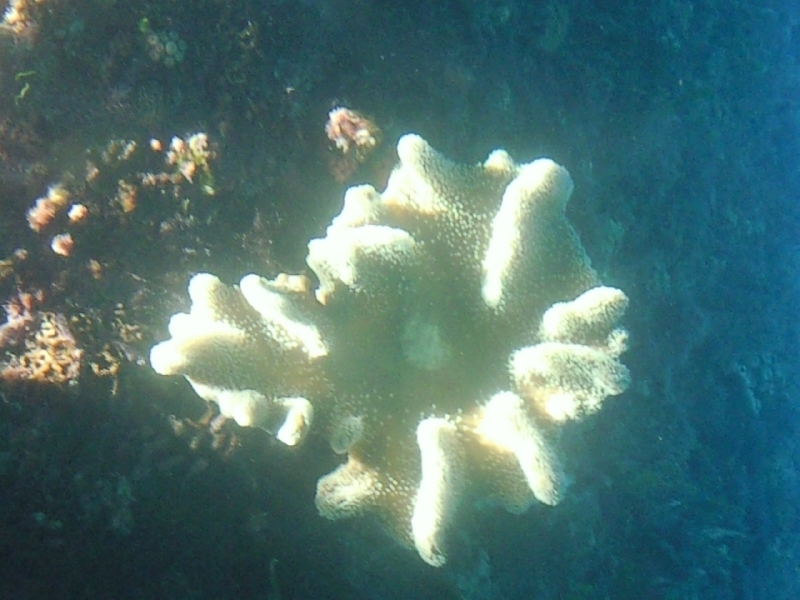 Amazing coral at the Great Barrier Reef, Australia