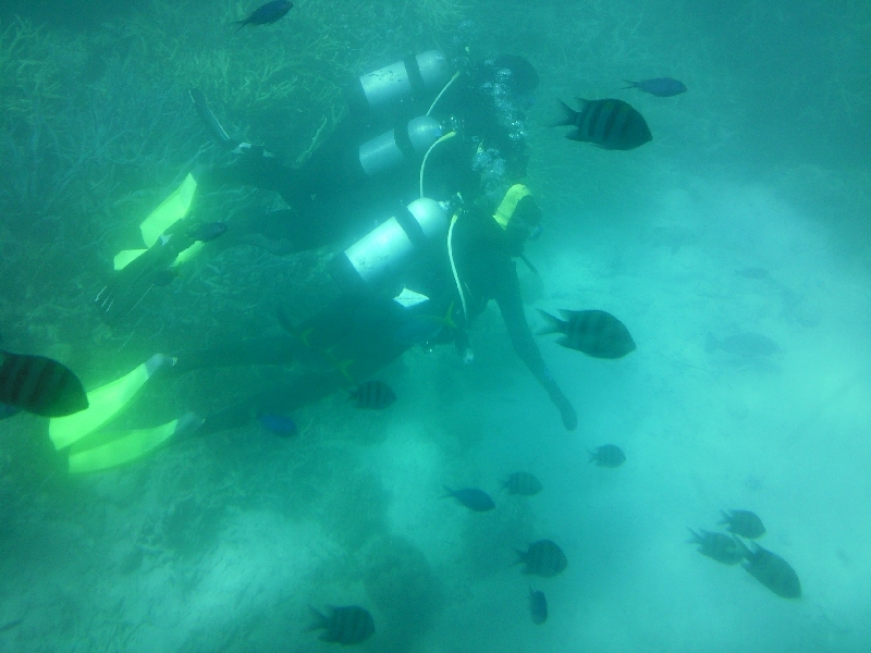 Diving the Great Barrier Reef, Cairns Australia