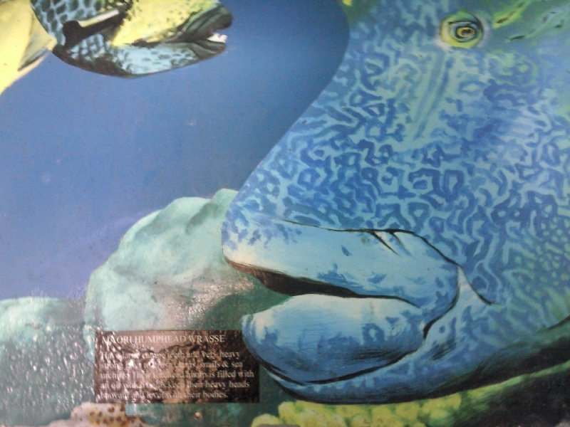 Maori Wrasse fish at Great Barrier Reef, Cairns Australia