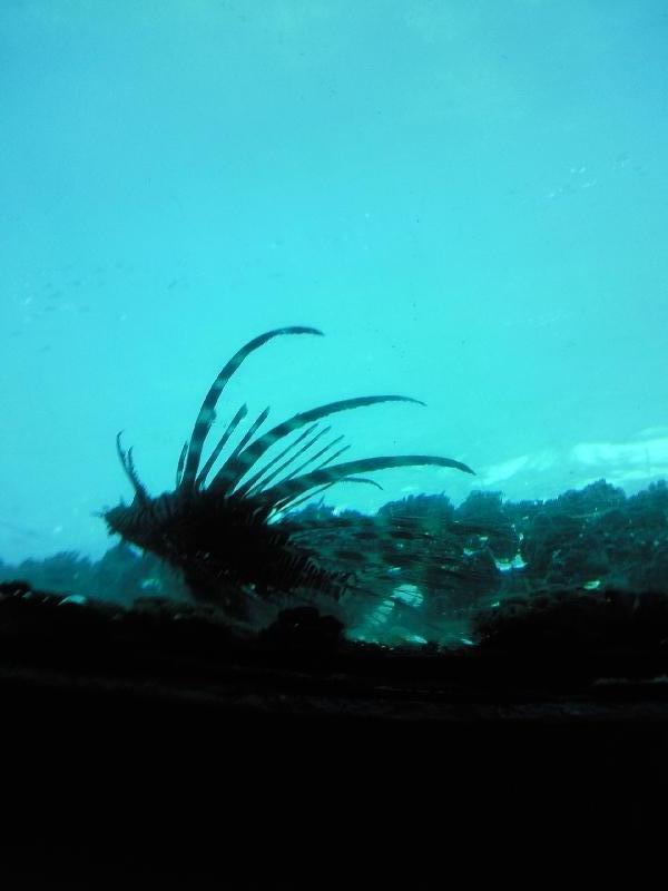 Great Barrier Reef marine life, Cairns Australia