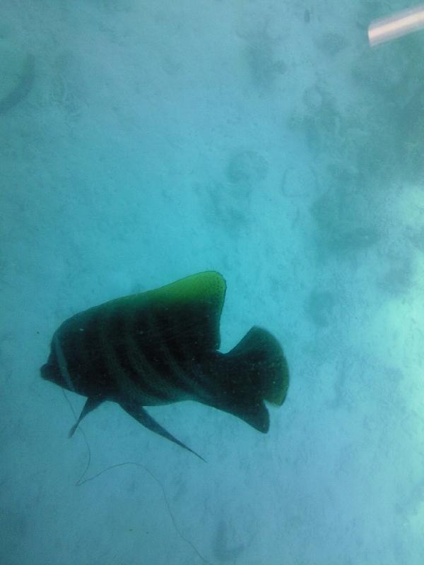 Underwater observatory at Great Barrier Reef, Cairns Australia