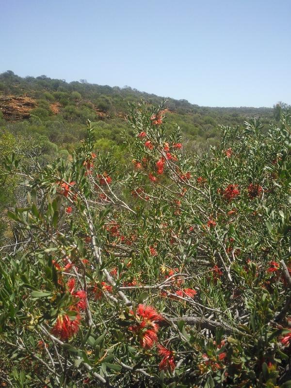 Photo Wildflowers during spring in Kalbarri, Western Australia Kalbarri