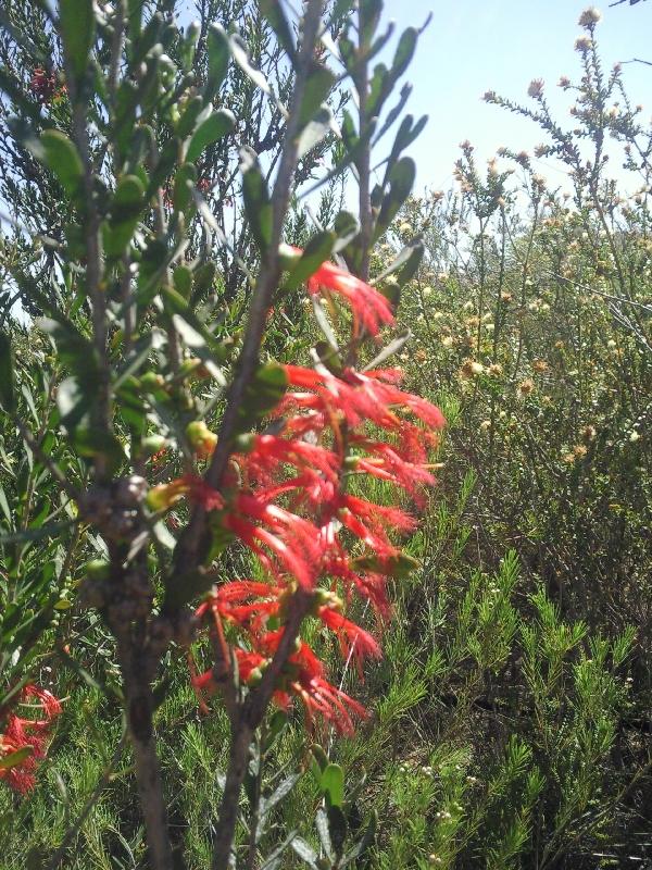 Kalbarri Australia 