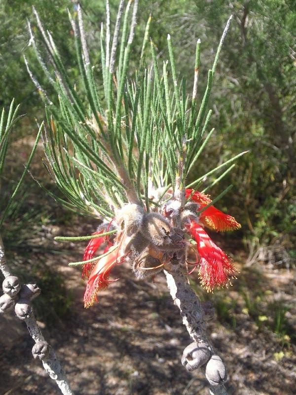 Photo Wildflowers during spring in Kalbarri, Western Australia Australia