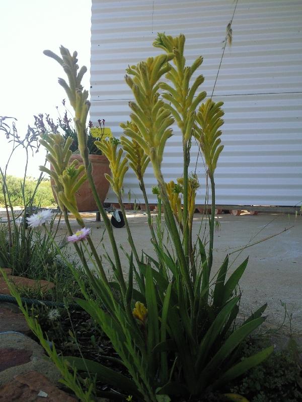 Photo Wildflowers during spring in Kalbarri, Western Australia photgraph