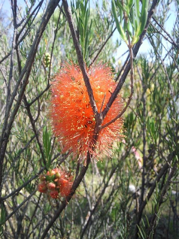 Photo Wildflowers during spring in Kalbarri, Western Australia wildflowers