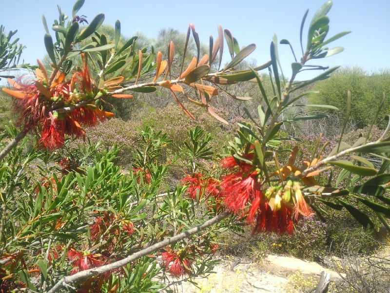 Photo Wildflowers during spring in Kalbarri, Western Australia season