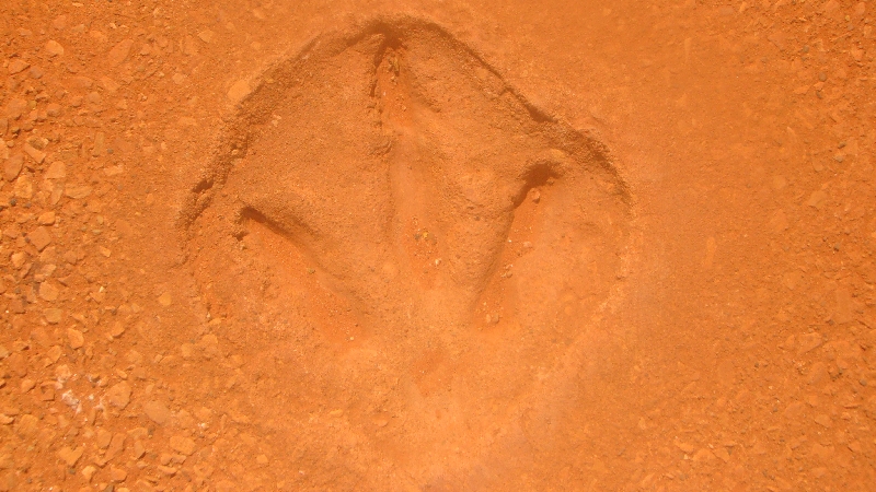 Dinosaur footprints at Gantheaume Point Broome Australia Oceania