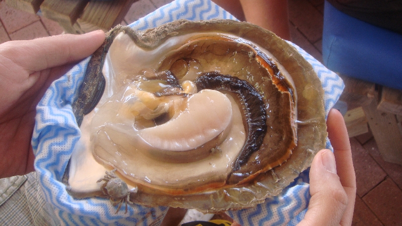 Looking inside the pearl shells, Broome Australia