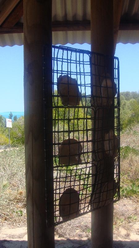 Pearl Shells at Willie Creek, Australia