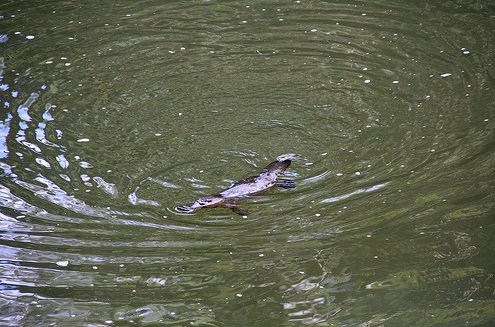 Platypus spotting at Broken River, Australia