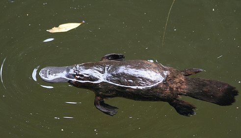 Platypus at Broken River, Eungella NP, Broken River Australia