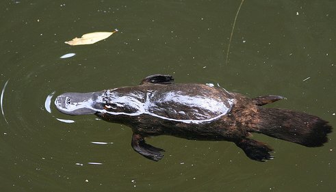 Platypus at Broken River, Eungella NP, Australia