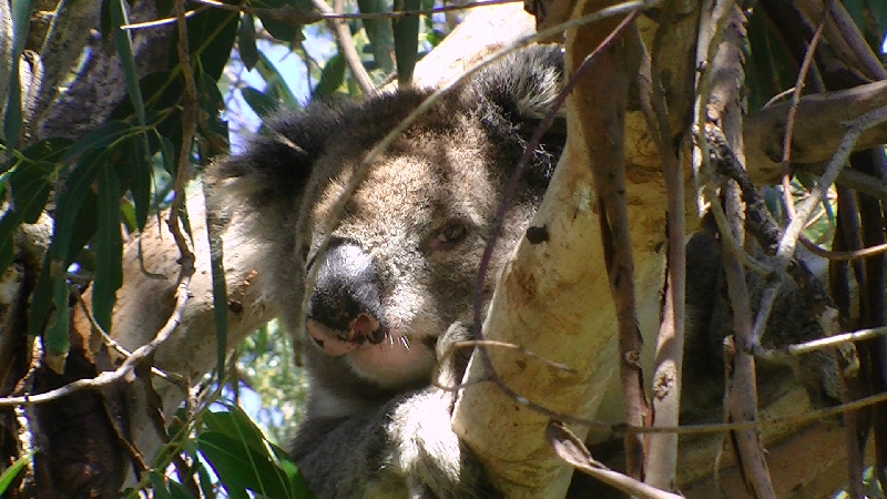 Koala Holding close to Adelaide, Cudlee Creek Australia