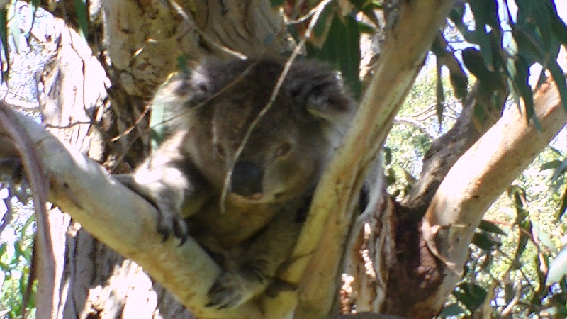 The Gorge Wildlife Park, Adelaide, Australia