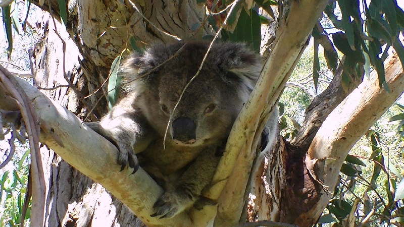 Koala at Gorge Wildlife Park, SA, Australia