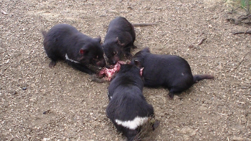 Launceston Australia Tasmanian Devils in their Habitat