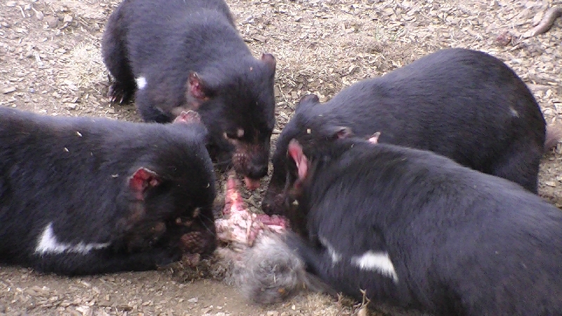 Devil Feedings in Tasmania, Launceston, Australia