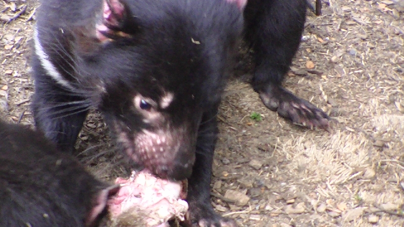 Pictures of Tasmanian Devils, Launceston Australia