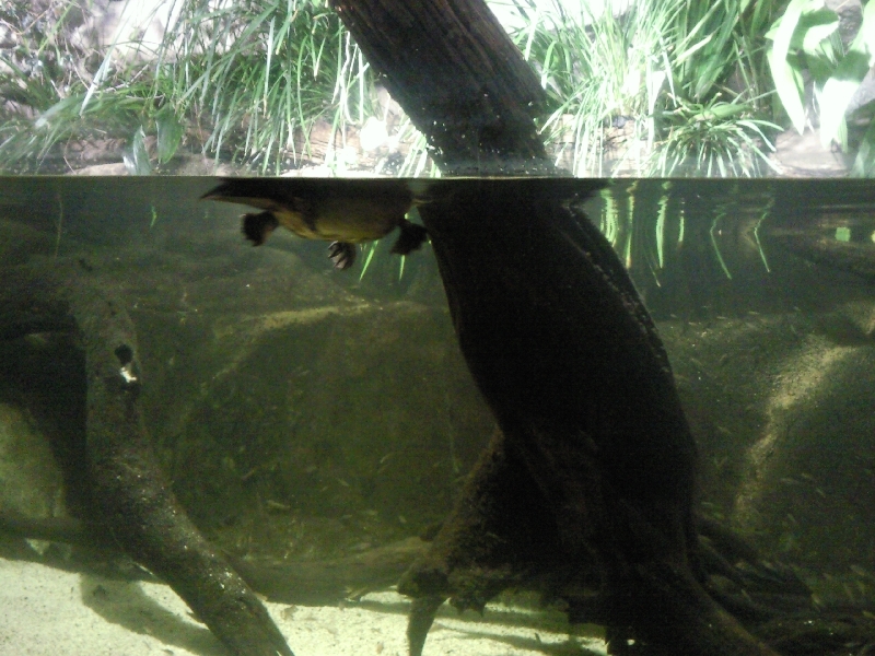 Beauty Point (Tasmania) Australia Platypus at The Platypus House, Tasmania