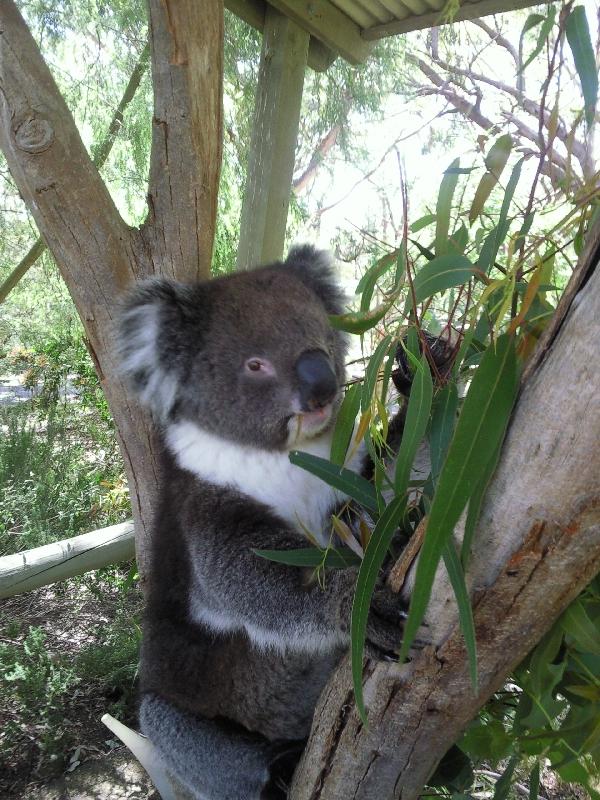 Brighton Australia Koala pictures in Brighton, Tasmania