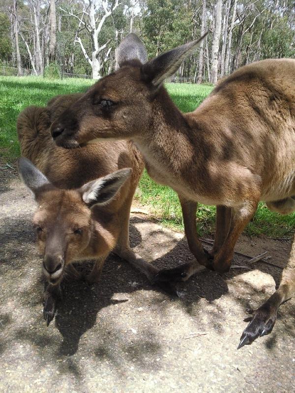 Brighton Australia Kangaroos in Bonorong Wildlife Park