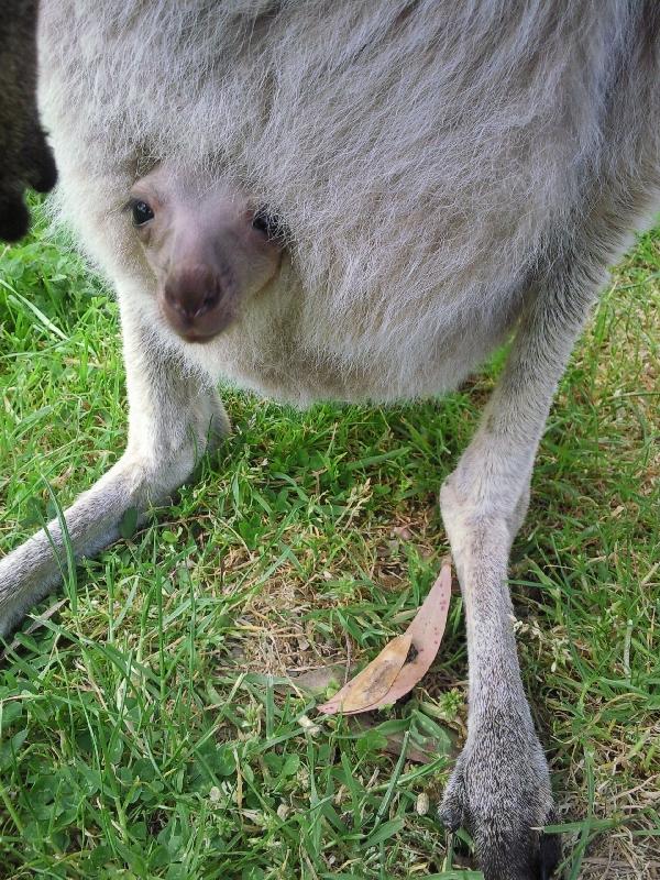 Pictures of baby kangaroo , Brighton Australia