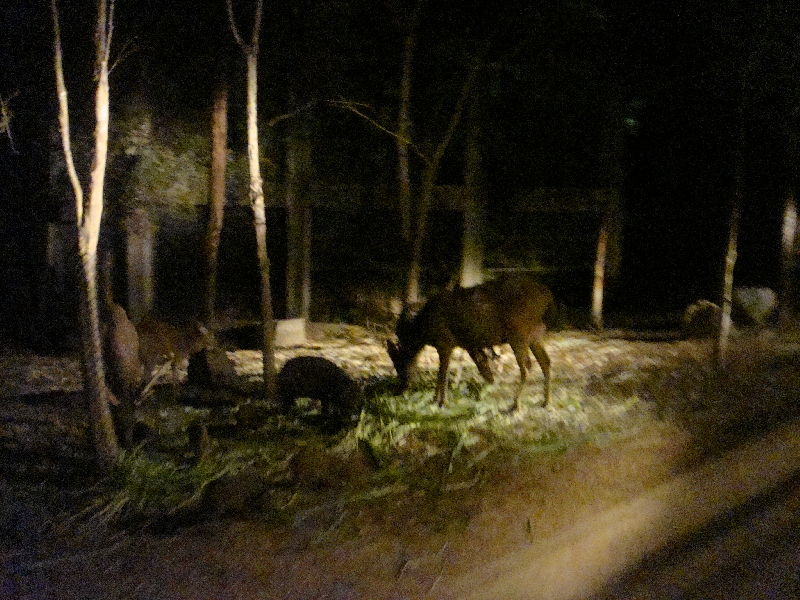 Pictures of the Night Safari , Chiang Mai Thailand