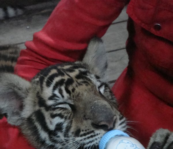 Holding a baby tiger in Chiang Mai, Chiang Mai Thailand