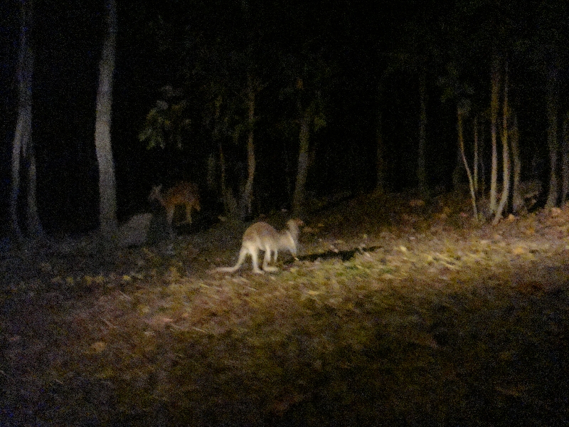 Spotting the kangaroos at night, Thailand