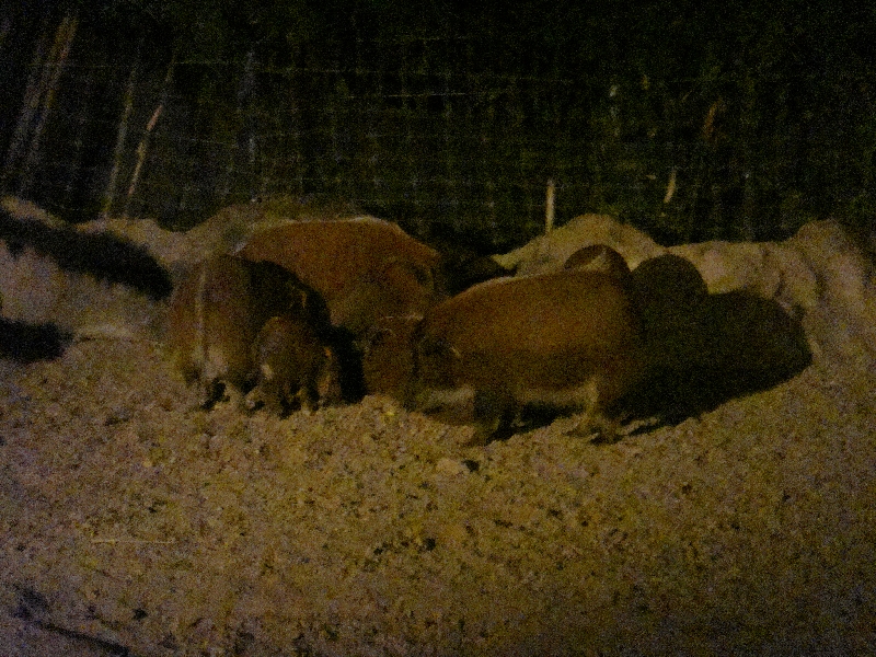 Chiang Mai Thailand Animal Night Safari in Thailand