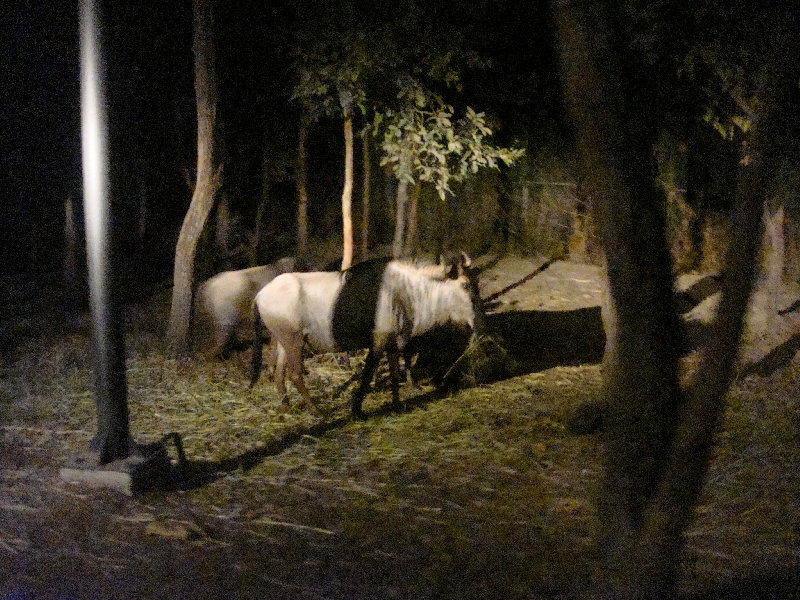 Chiang Mai Thailand Savannah Safari in Chiang Mai