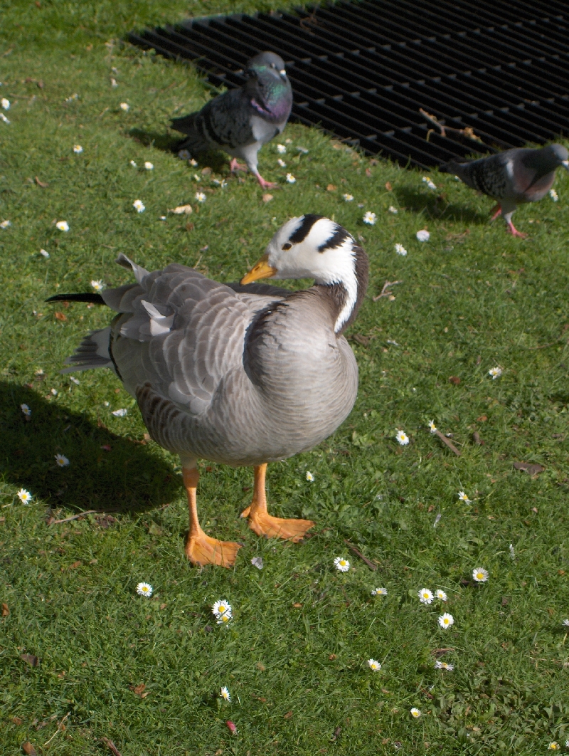 Duckie at St. James Park, London, United Kingdom