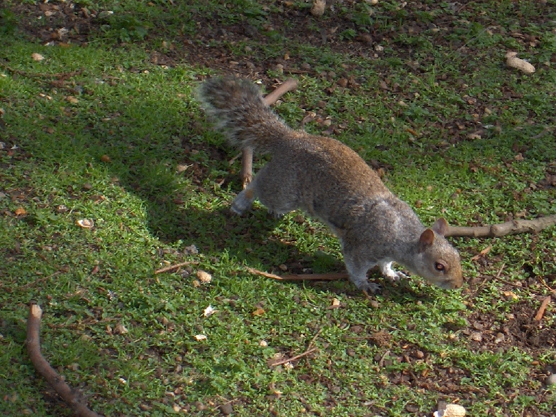 London United Kingdom Squirrels in St. James Park, London