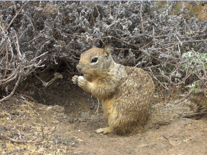 Cute Squirrel at Grand Canyon NP, United States