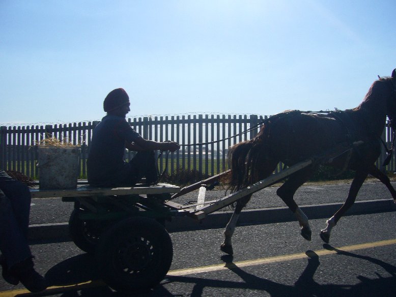 Horse and Carrage in Cape Town, South Africa