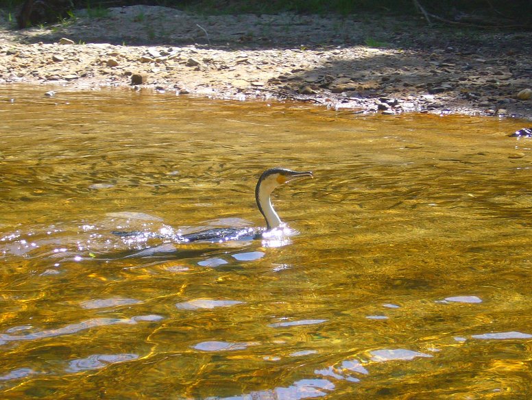 Spotting wildlife in Garden Route National Park, South Africa