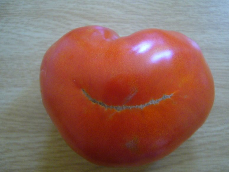 A real South African tomato, Cape Town South Africa