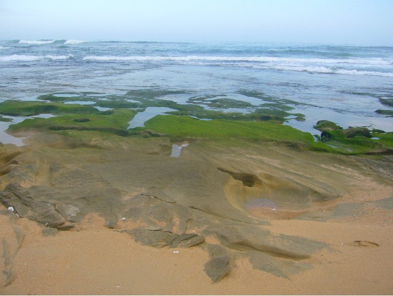 Amazing greens on the Garden Route Coast, Knysna South Africa