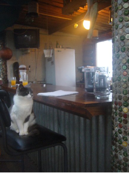 The kitty kat of the hostel, Knysna South Africa