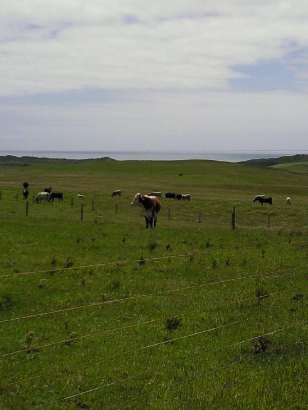 Cape Bridgewater Australia Cows on the hill in Bridgewater