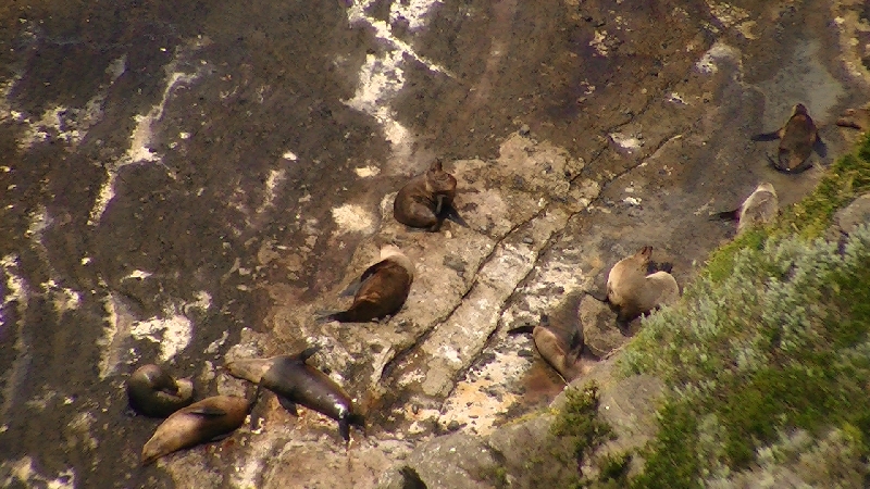 Cape Bridgewater Australia Seals siting on a rock in Australia