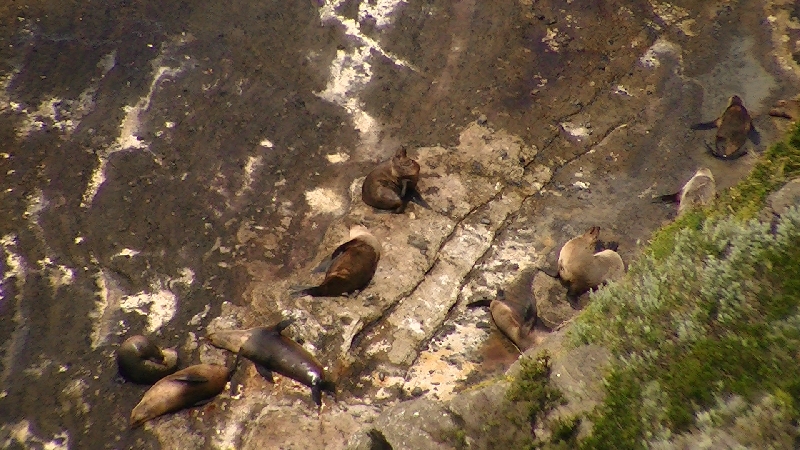 Seals siting on a rock in Australia, Cape Bridgewater Australia