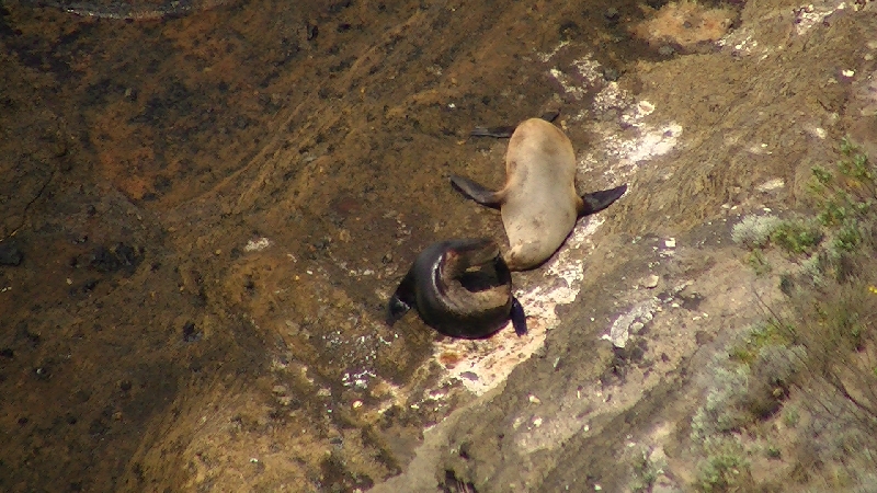 Cuddling Seals in Cape Bridgewater, Australia