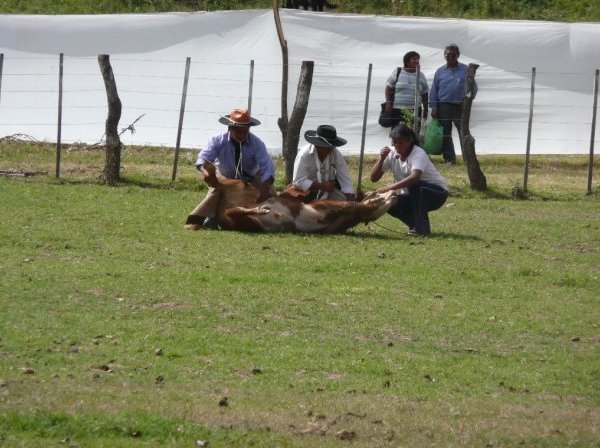 Argentinian cowboys catch a cow Salta Argentina South America