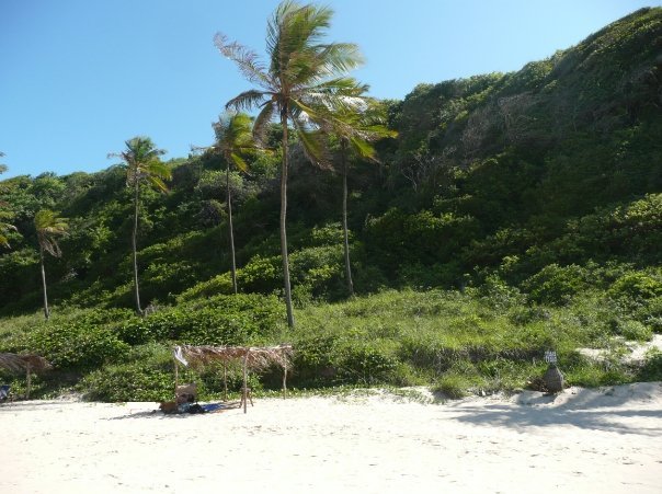 Palms and white sand on Pipa Beach, Brazil