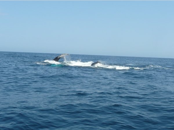 Spotting whales in Ecuador, Ecuador