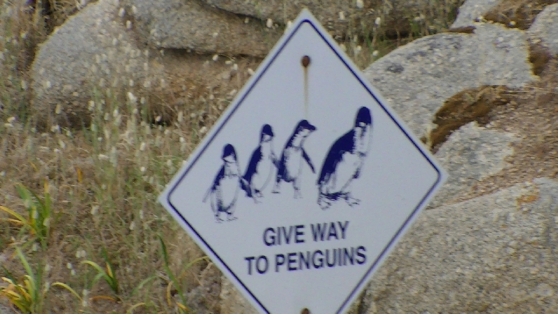 Look out for lost penguins!, Victor Harbour Australia